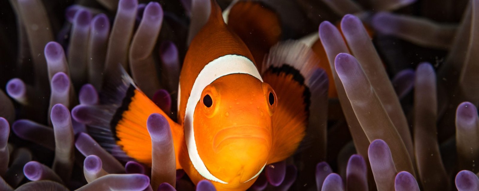 False Clownfish in his anemone.